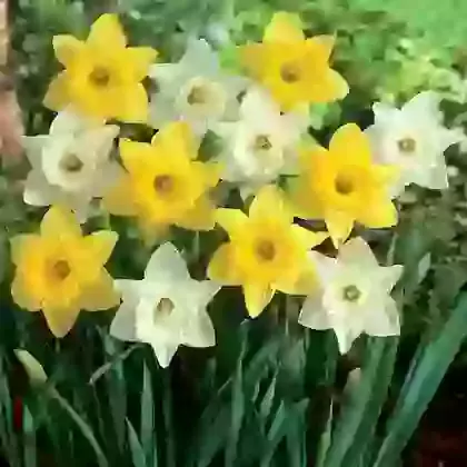 Yellow & White Trumpet Daffodil Mixture